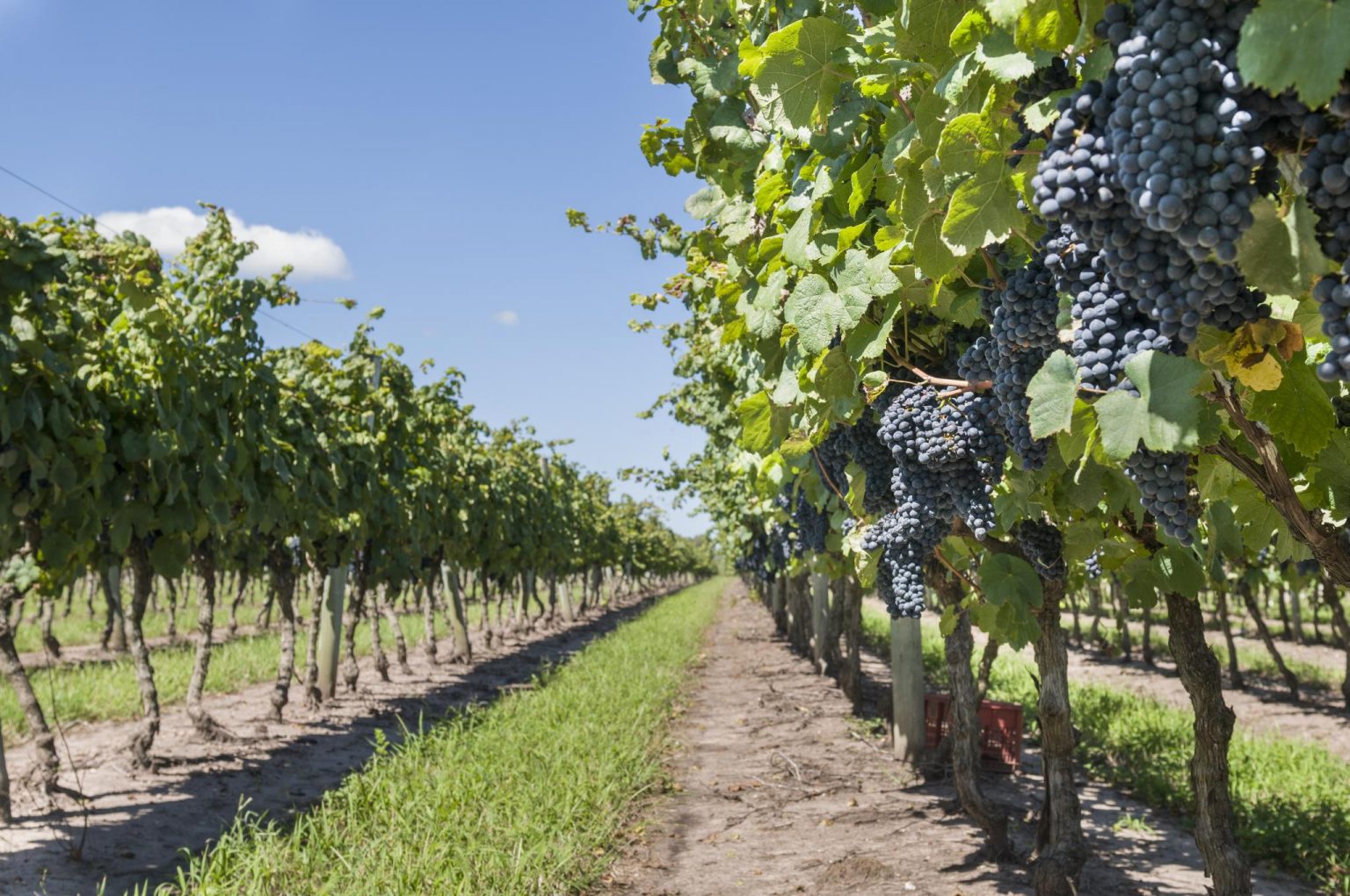 Bodegas viñedos Leo Correa